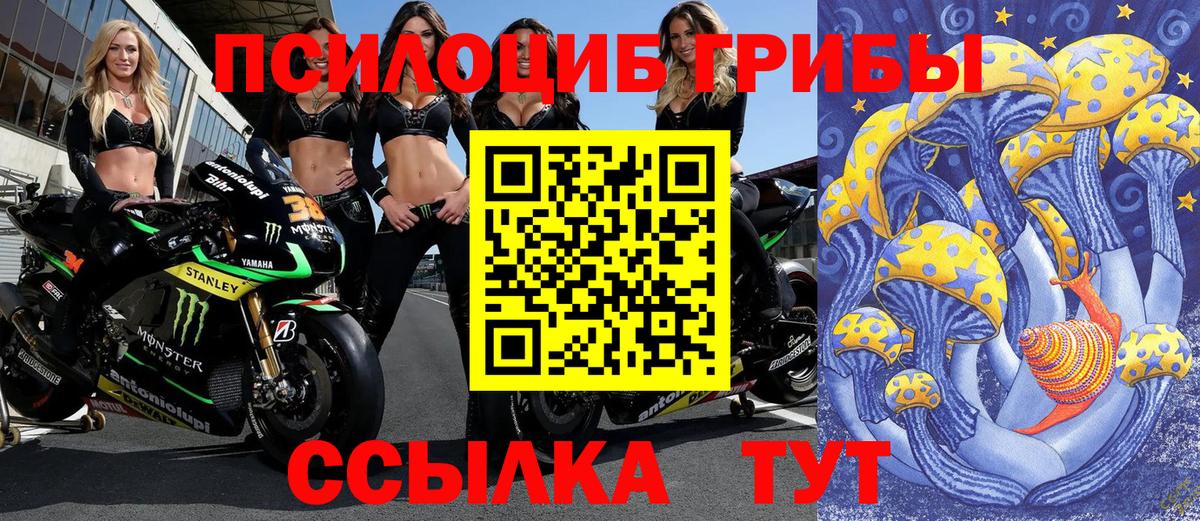 Псилоцибиновые грибы Psilocybe  Вход с VPN  Дербент 