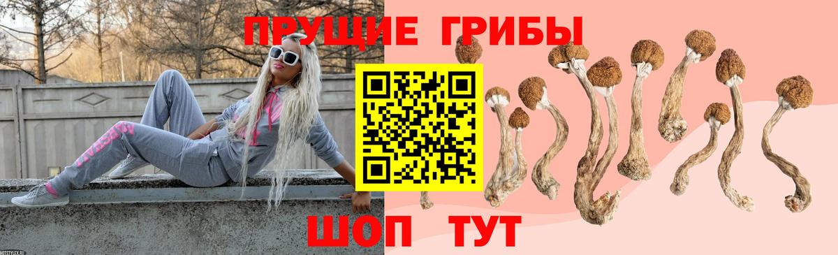 Галлюциногенные грибы Psilocybe Дербент